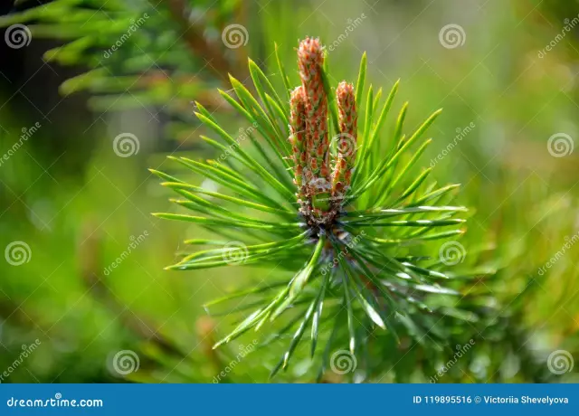 Young pine shoots: medicinal properties and contraindications