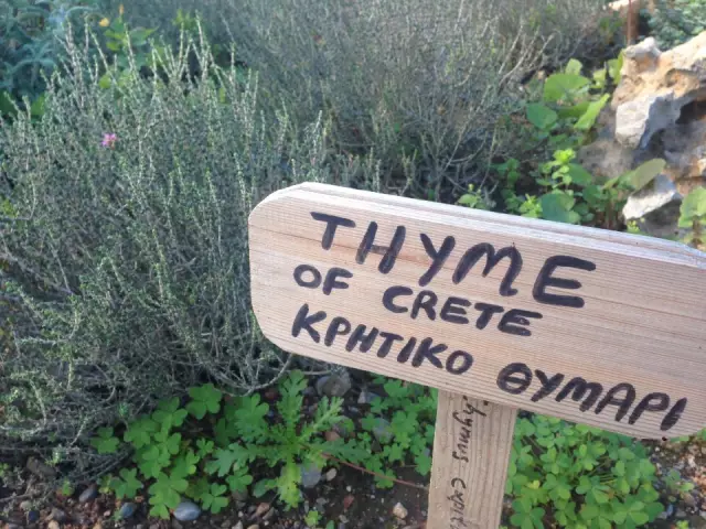 Thyme - what is it? Thyme: medicinal properties and contraindications. Thyme for cough