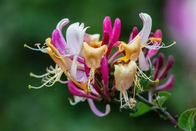 Apakah buah beri honeysuckle yang berguna. Petua Permohonan