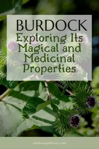 Healing properties of burdock. Which side to apply burdock to a sore spot?