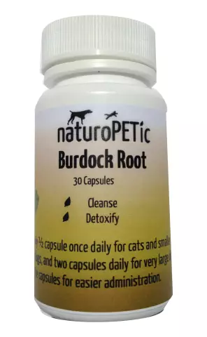 What does burdock root treat? Medicinal properties of burdock root