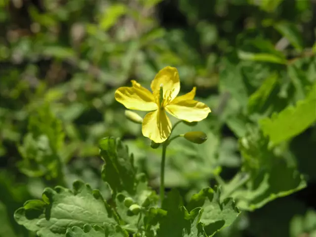 Celandine in oncology