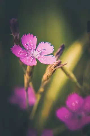 Field carnation. Application in traditional medicine