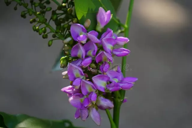 The herb, whose infusion is used to treat coughs in children, is always useful in winter