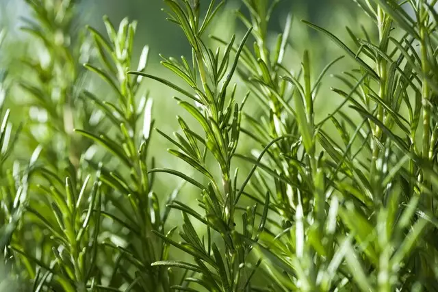 Rozmaring: a "tengeri harmat" előnyös tulajdonságai