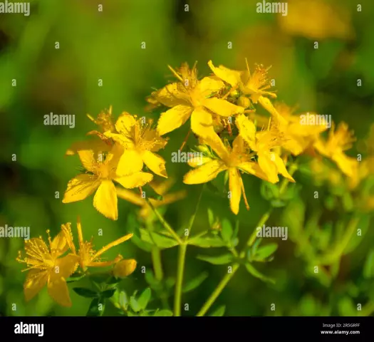 St. John's wort: use for the treatment of "a hundred diseases"