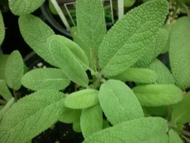 Nuttige eigenschappen en toepassingen van salie officinalis