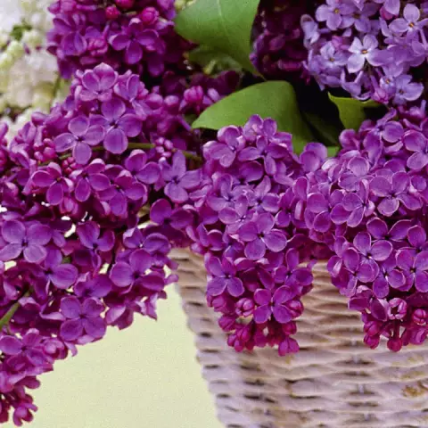 Home "doctor". Medicinal properties of lilac