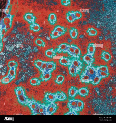 Bacteriophage ay, o Ilang salita tungkol sa virology