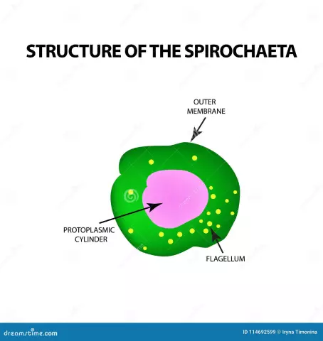 Spirochete شاحب. العامل المسبب لمرض الزهري هو اللولبية الشاحبة