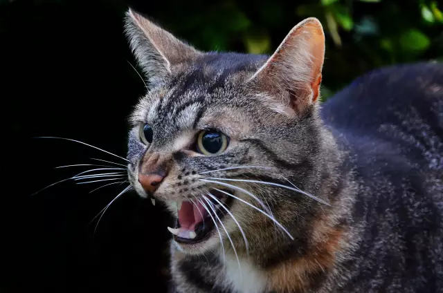 Signs of rabies in cats