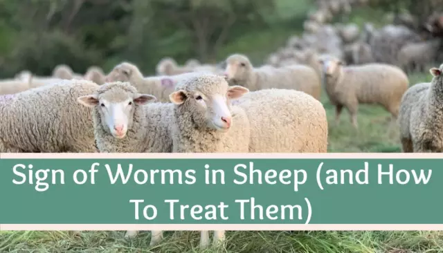 The article talks about what are the signs of worms in people