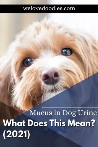 If the analysis showed mucus in the urine, what does it mean?