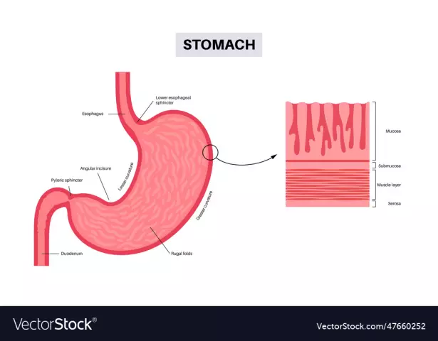 The mucous membrane is a unique barrier of our body