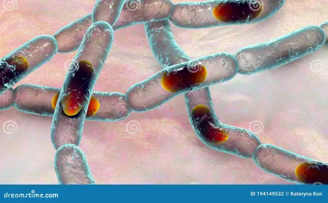 The causative agent of anthrax. Diagnosis of anthrax, symptoms, treatment