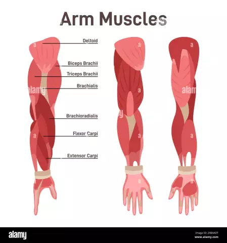 De biceps van de schouder als een van de belangrijkste elementen van het spierstelsel van de arm. De structuur van de biceps-spier