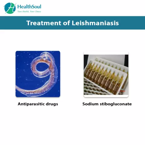 Leishmaniasis disease: symptoms, treatment, photo