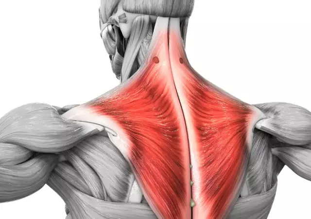 Trapezius kası: yapı ve işlev