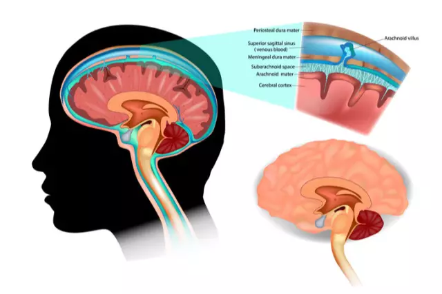 Cerebrospinale vloeistof. Functies