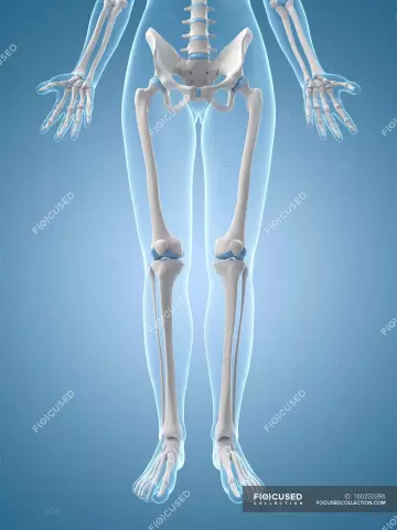 The structure of the human leg: bones and joints