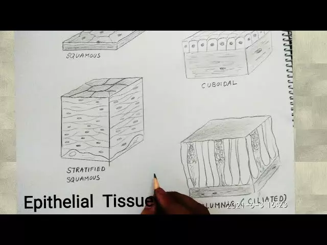 Squamous epithelium: ค่าการทำงานและการวินิจฉัย