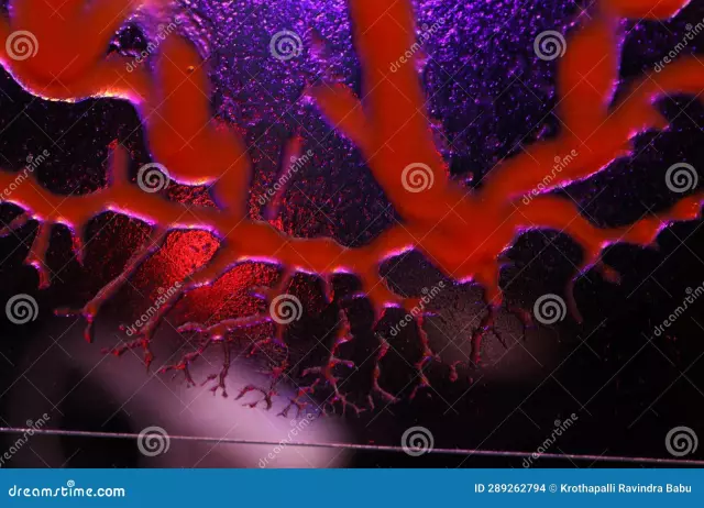 The movement of blood through the vessels. Mechanism and regulation of blood circulation