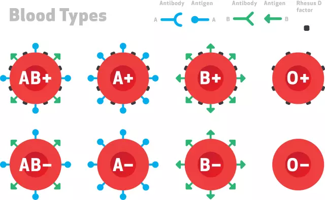 ¿Cuántos tipos de sangre hay? ¿Qué significa el tipo de sangre, compatibilidad, características?