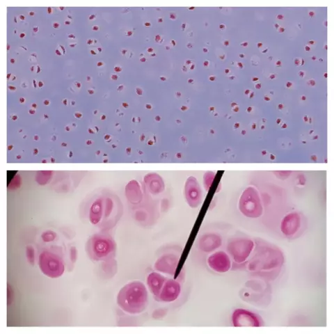 Histologija – kas tai? Aprašomasis mokslas ar medicinos šaka?