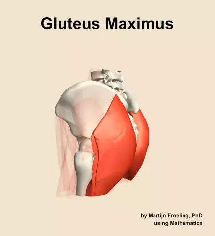 Gluteus maximus muskulis: funkcijas un struktūra