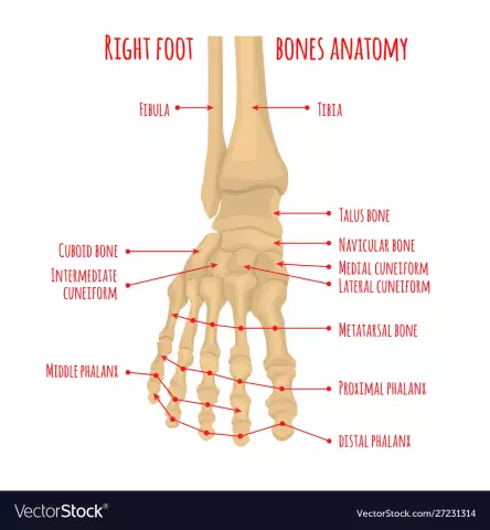 Scaphoid. Foot bones: anatomy