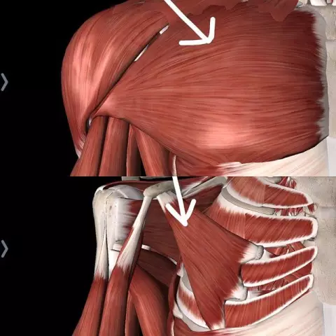 Pectoralis chuyên ngành. Chức năng của chuyên ngành ngực