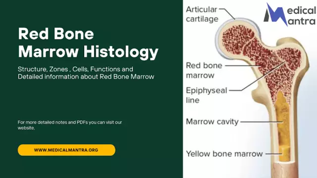 Red bone marrow: concept, structure and functions