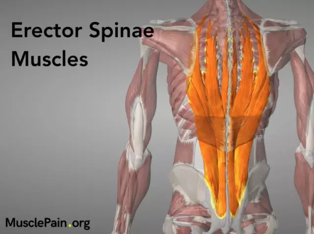 The erector spinae muscle: functions and strengthening