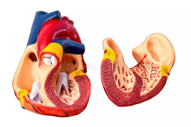 Conduction system of the heart: structure, functions and anatomical and physiological features