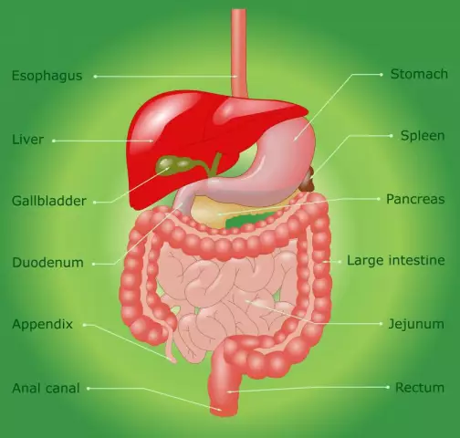 Human esophagus: diagram, structure