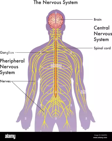 How to restore the nervous system: simple tips for a difficult task