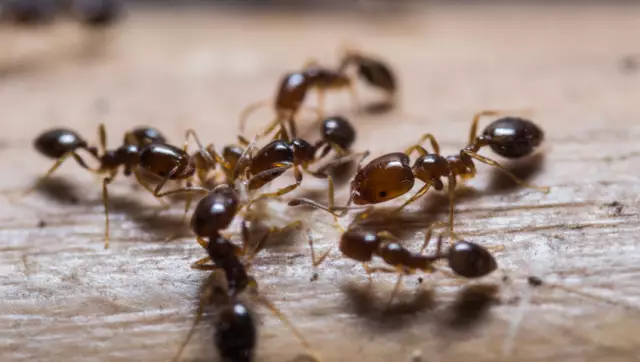 How to treat ant stings