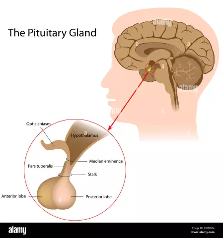 Pituitary gland: what is it and what is its effect on the body?