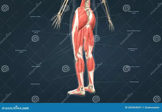 Muscles of the human lower limb: structure, functions