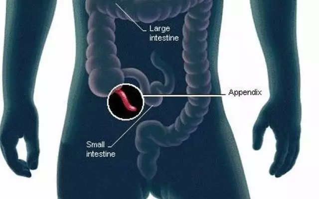 Where is the human appendix located and what function does it perform