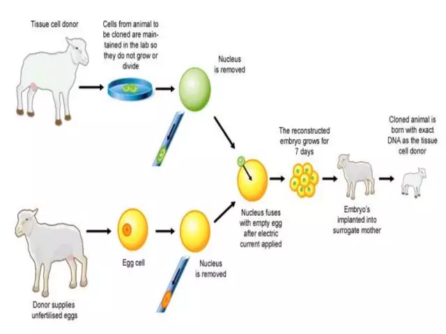 Genetics. Somatic mutation