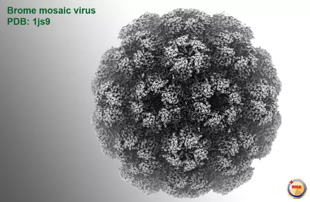 The structure of viruses and their organization