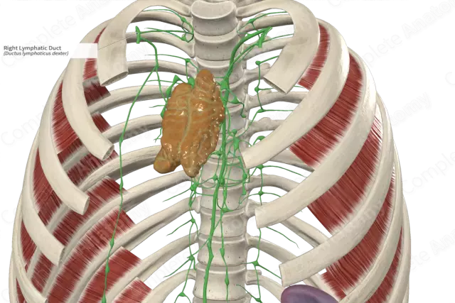 Thoracic lymphatic duct: anatomy. Lymphatic system. Lymphatic vessels