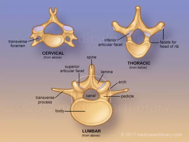 How many vertebrae a person has is not difficult to find out