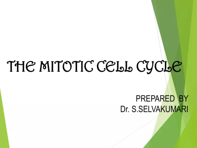 Mitotic cycle: features of this process