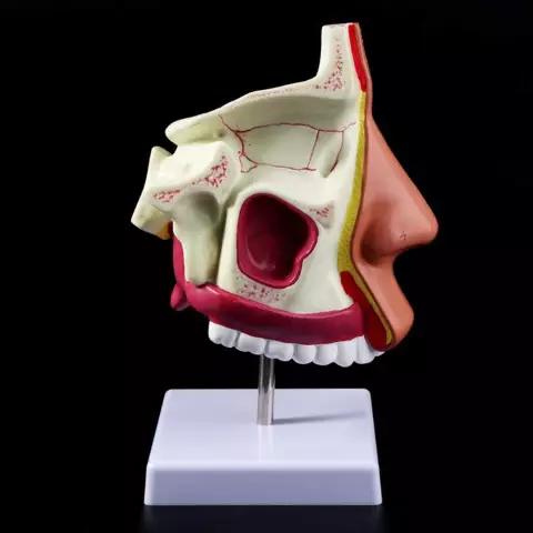 How the nose works. The nasal cavity, its features, functions and structure