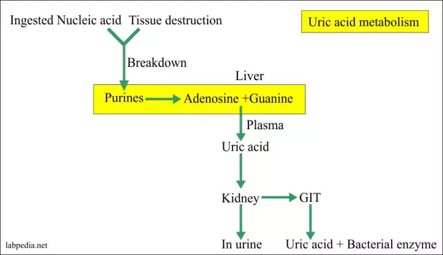 Acide urique élevé dans le sang. Norme et traitement