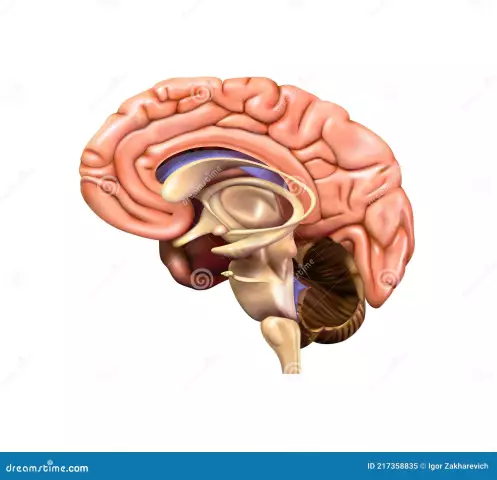 Ang kaliwang hemisphere ng utak ay may pananagutan para sa ano? Paano bumuo ng kaliwang hemisphere ng utak?