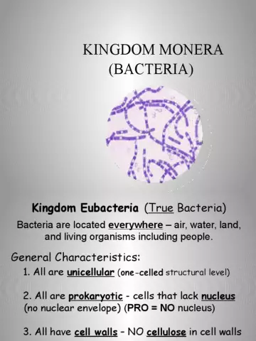 What are bacteria and what is their role in nature