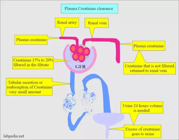 Qu'est-ce que la créatinine ? La norme de la créatinine dans le sang. Quel est le danger d'une augmentation ou d'une diminution de la créatinine dans le sang